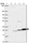 Anti-HAGH Antibody