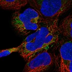 Immunofluorescent staining of human cell line HEK 293 shows localization to mitochondria.