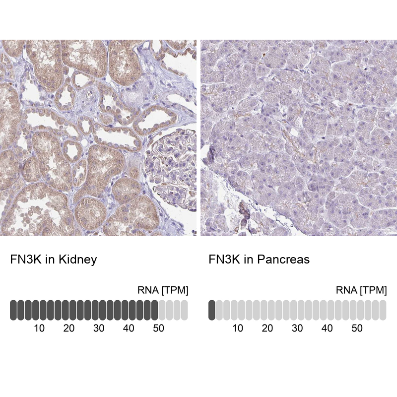 Anti-FN3K Antibody