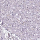 Immunohistochemical staining of human pancreas shows low expression as expected.