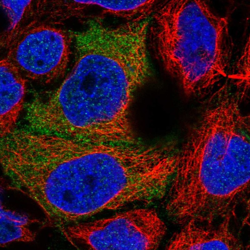 Anti-PDZRN3 Antibody