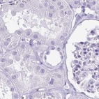 Immunohistochemical staining of human kidney using Anti-ENKUR antibody HPA061503.