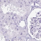 Immunohistochemical staining of human kidney using Anti-ENKUR antibody HPA061503.