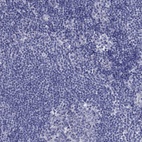 Immunohistochemical staining of human lymph node shows low expression as expected.
