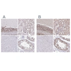 Anti-SIN3A Antibody
