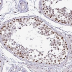 Immunohistochemical staining of human testis shows moderate to strong nuclear positivity in cells in seminiferous ducts.