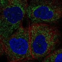 Anti-NLRP4 Antibody