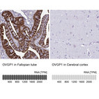 Anti-OVGP1 Antibody