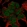 Anti-TBKBP1 Antibody