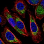 Immunofluorescent staining of human cell line PC-3 shows localization to mitochondria.