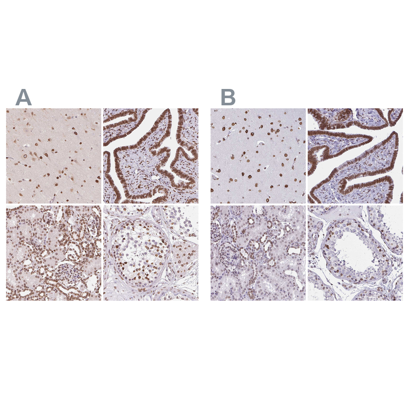 Anti-LMNB2 Antibody
