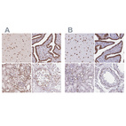 Anti-LMNB2 Antibody