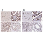 Anti-LMNB2 Antibody