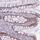 Anti-LMF2 Antibody