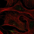 Immunofluorescent staining of human cell line U-2 OS shows localization to centrosome.