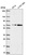 Anti-ZNF616 Antibody