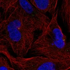 Immunofluorescent staining of human cell line U-2 OS shows localization to centrosome.