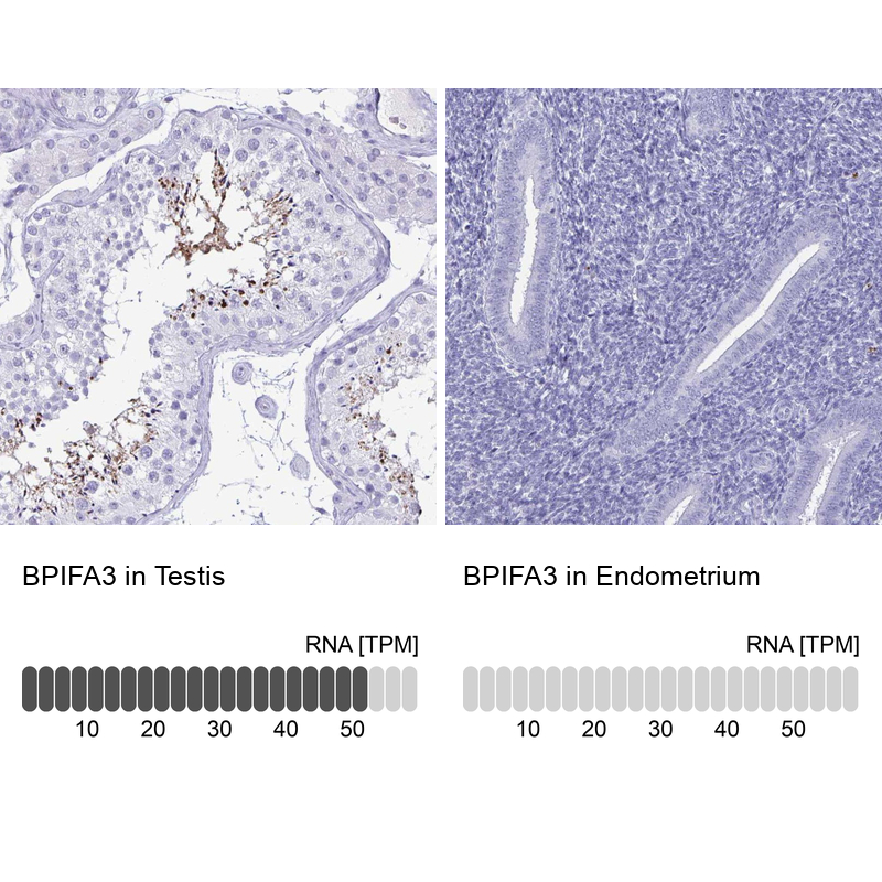 Anti-BPIFA3 Antibody