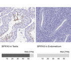Anti-BPIFA3 Antibody