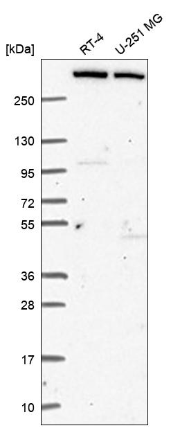 Anti-KMT2C Antibody