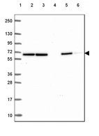 Lane 1: Marker [kDa] 250, 130, 95, 72, 55, 36, 28, 17, 10_br/_Lane 2: Human cell line RT-4_br/_Lane 3: Human cell line U-251 MG_br/_Lane 4: Human plasma_br/_Lane 5: Human Liver tissue_br/_Lane 6: Human Tonsil tissue