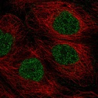 Immunofluorescent staining of human cell line CACO-2 shows localization to nucleoplasm.