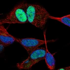 Immunofluorescent staining of human cell line SH-SY5Y shows localization to nucleoplasm.