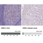 Anti-CD68 Antibody