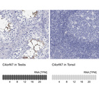 Anti-C4orf47 Antibody