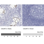 Anti-C4orf47 Antibody
