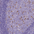 Anti-CD68 Antibody