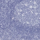 Immunohistochemical staining of human tonsil shows low expression as expected.