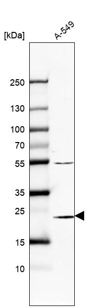 Anti-PSMB6 Antibody