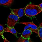 Immunofluorescent staining of human cell line SH-SY5Y shows localization to plasma membrane & cell junctions.