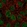Anti-ZNF383 Antibody