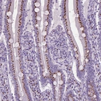 Immunohistochemical staining of human small intestine shows strong positivity in Golgi apparatus in glandular cells.