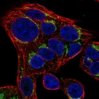 Immunofluorescent staining of human cell line Hep G2 shows localization to the Golgi apparatus.