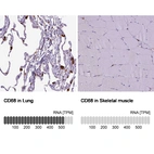 Anti-CD68 Antibody