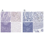 Immunohistochemical staining of human gastrointestinal, kidney, lymphoid tissues and skeletal muscle using Anti-ATP6V0A4 antibody HPA064555 (A) shows similar protein distribution across tissues to independent antibody HPA018029 (B).
