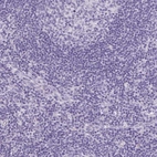 Immunohistochemical staining of human lymph node shows no positivity in non-germinal center cells as expected.