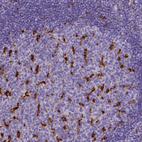 Anti-CD68 Antibody