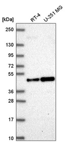 Anti-ORC4 Antibody