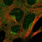 Immunofluorescent staining of human cell line HEK 293 shows localization to nuclear bodies, cytosol & the Golgi apparatus.