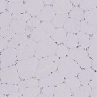 Immunohistochemical staining of human skeletal muscle shows low expression as expected.