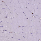 Anti-CD68 Antibody