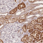 Anti-C12orf75 Antibody