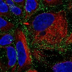 Immunofluorescent staining of human cell line CACO-2 shows localization to vesicles.