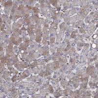 Anti-HPX Antibody