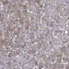Anti-HPX Antibody