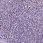 Immunohistochemical staining of human tonsil shows no positivity in non-germinal center cells as expected.